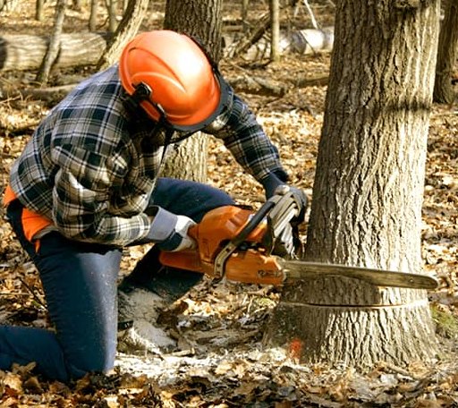 Tree Removal in Rural Valley, PA